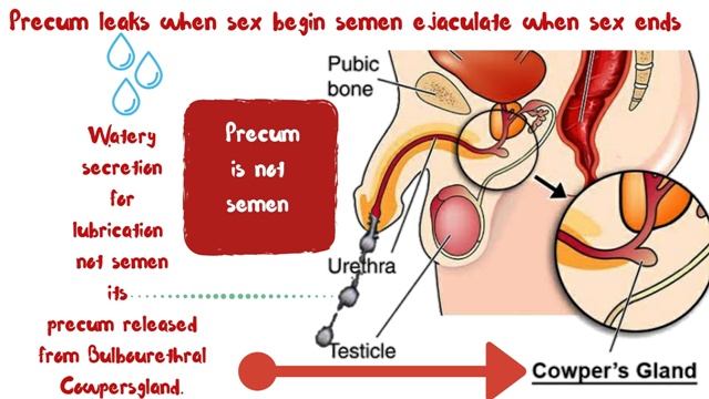 Precum relaease when sex start semen release at end of sex.	Watery secretion before sex is Precum not Semen || सेक्स से पहले प्रिसेक्शुअल डिस्चार्ज चिकनाई पानी है वीर्य नहीं